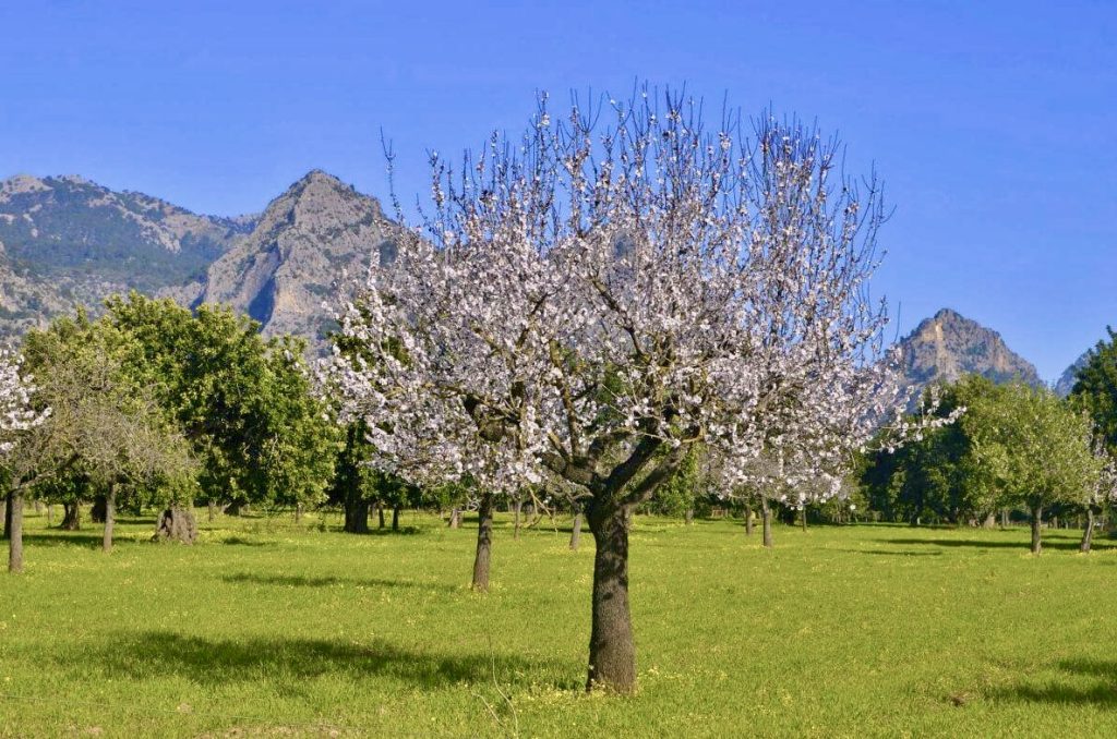 Spring in Spain & Portugal: A season of renewal for film production 