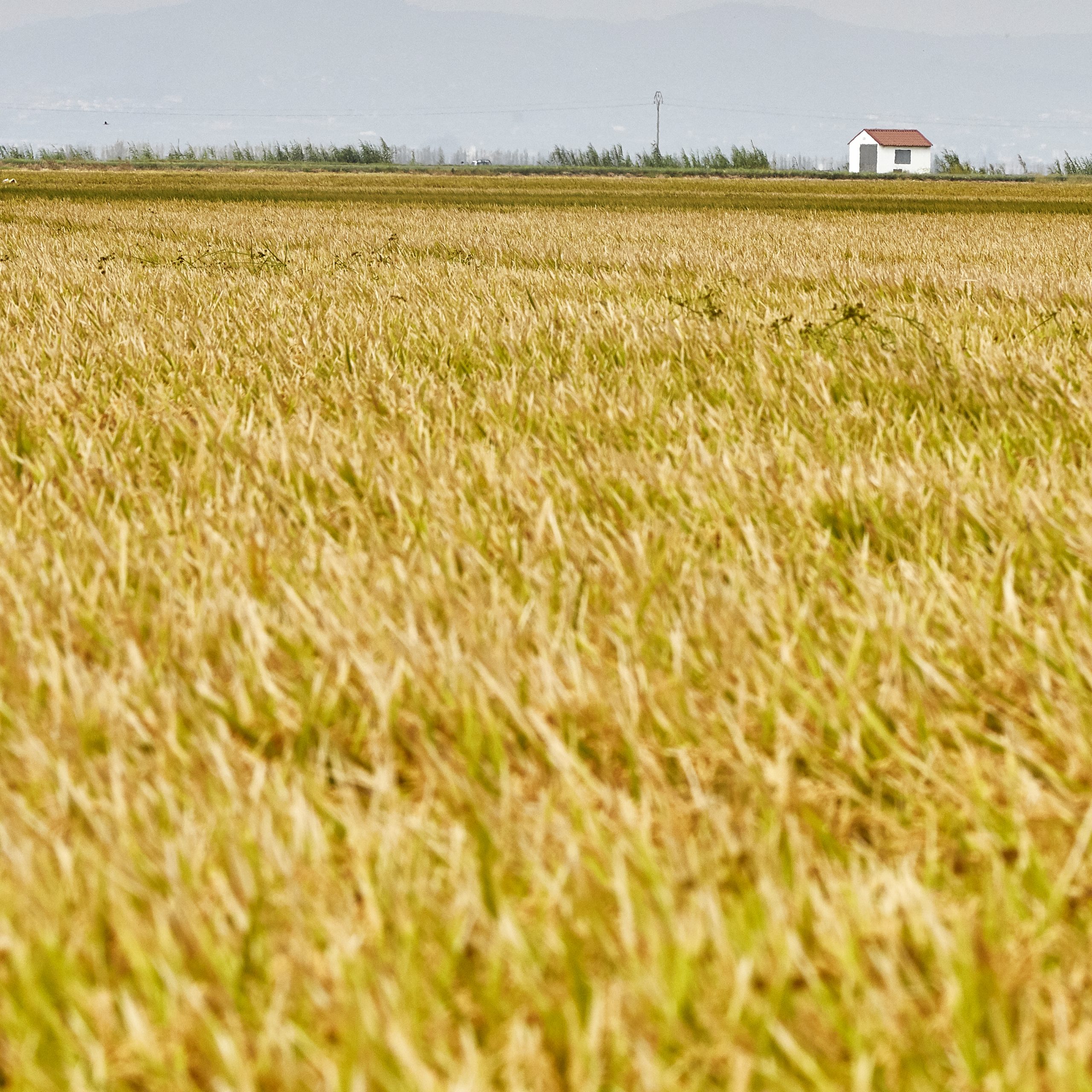 Reportaje  Campos de arroz